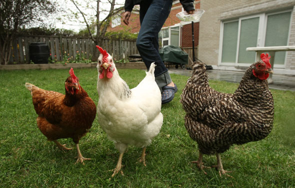 Chickens are not welcomed in Hamtramck. However, if you are a duck or a turkey, that's a different story.